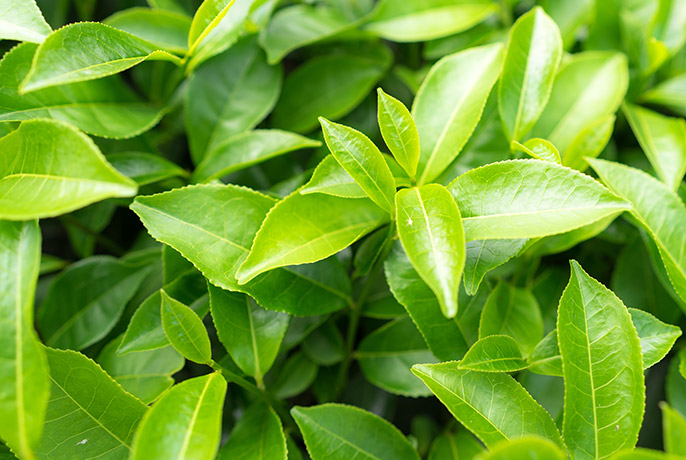 Green-Tea (1)