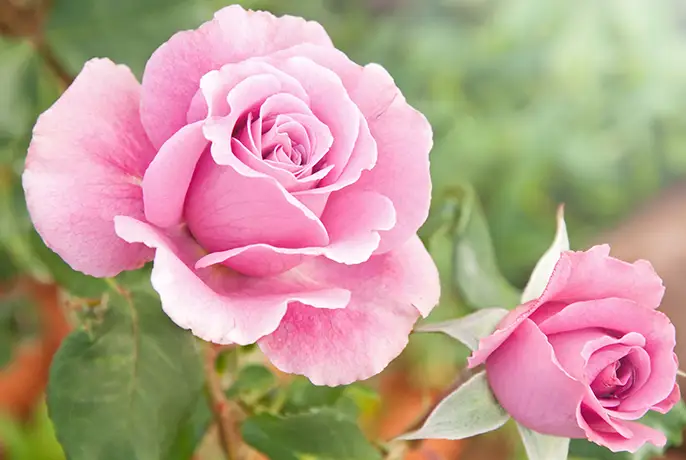 WOWTEA-WEB-Beauty-Tea-PP-Ingredients-Rose-Flower