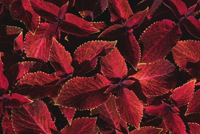 Cocoa SlimFit Infusiоn Drops | WOW Tea UK wowtea-web-id-cocoa-slimfit-ingredietns-banner-D-21.webp