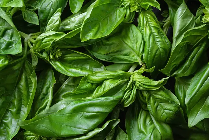 Cocoa Wellness Infusiоn Drops | WOW Tea UK wowtea-web-id-cocoa-wellness-ingredients-basil.webp