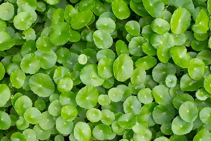 Cocoa Wellness Infusiоn Drops | WOW Tea UK wowtea-web-id-cocoa-wellness-ingredients-gotucola.webp